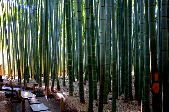 Path in a bamboo garden