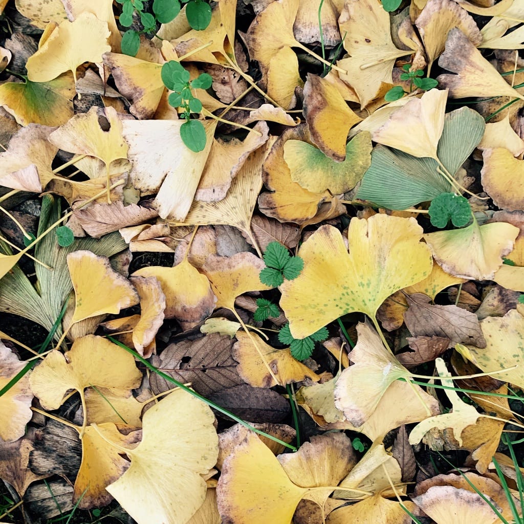 Ginko Dead leaves