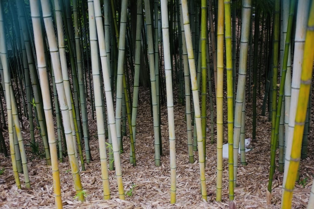 cat hidden in a bamboo forest.