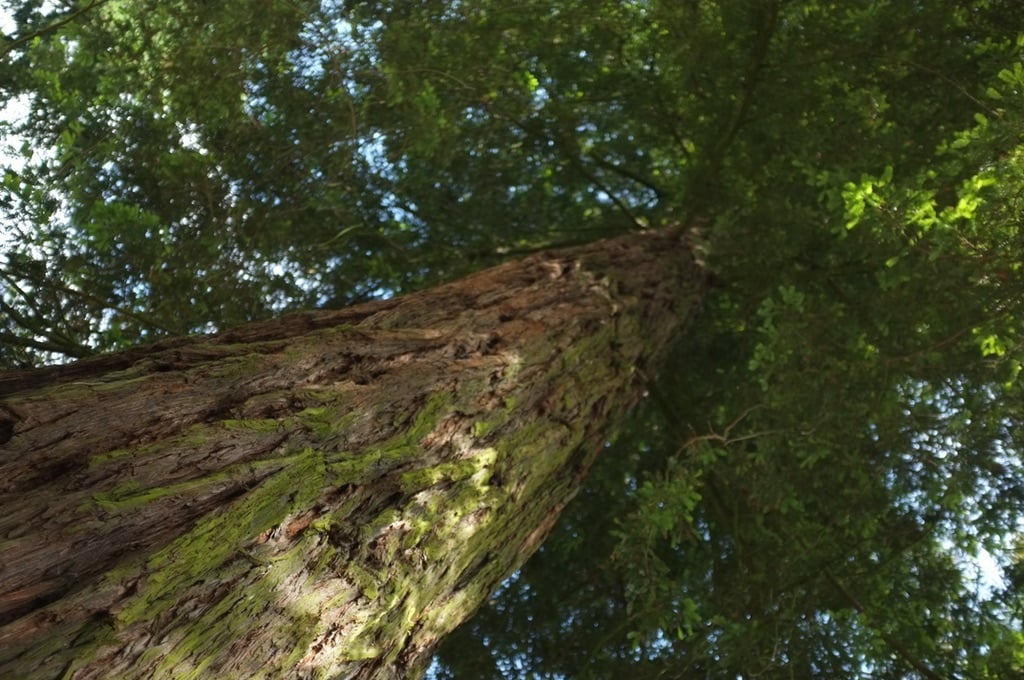 Trunk from an oak tree and its canopy.