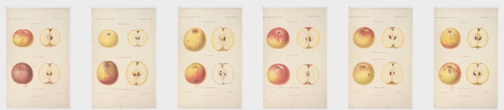 Different types of apples.