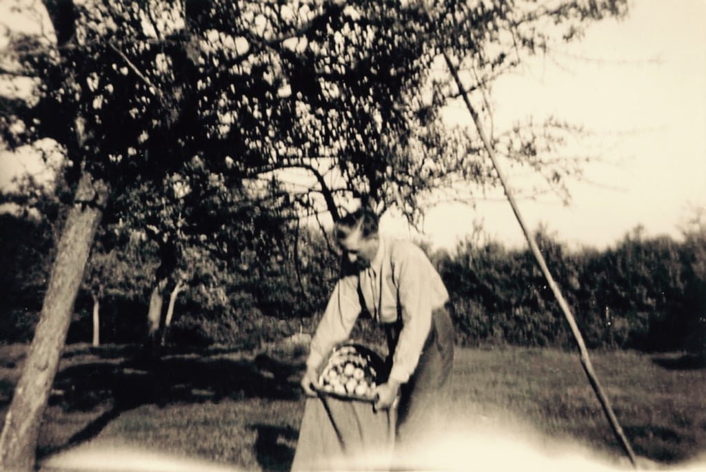 Man filling a bag of apples in an orchard.